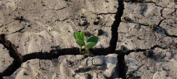 Proglašena prirodna nepogoda: velika suša smanjit će urod