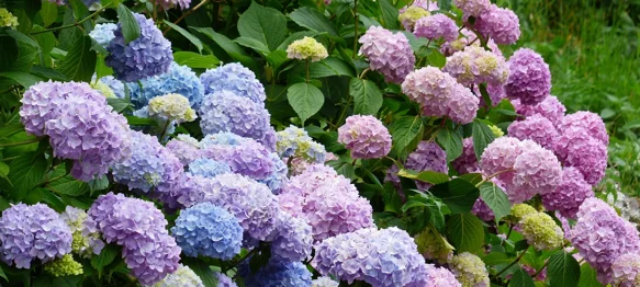 Sve što trebate znati za zdrave i bujne cvjetove hortenzije