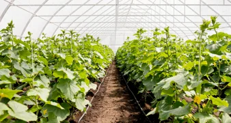 Novi Marof pomaže poljoprivrednicima s potporama do 2000 eura