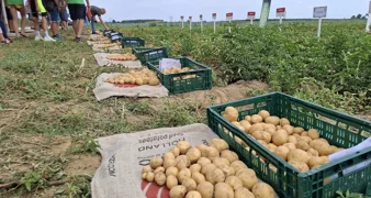 Suša ga je izmorila, neće ga biti dovoljno, ali cijena ne bi smjela divljati