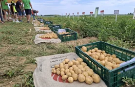 Suša ga je izmorila, neće ga biti dovoljno, ali cijena ne bi smjela divljati