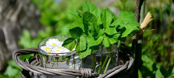 Ne traže puno pažnje, osvježavaju prostor i obogaćuju kuhinju