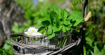 Ne traže puno pažnje, osvježavaju prostor i obogaćuju kuhinju