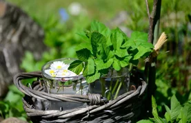 Ne traže puno pažnje, osvježavaju prostor i obogaćuju kuhinju