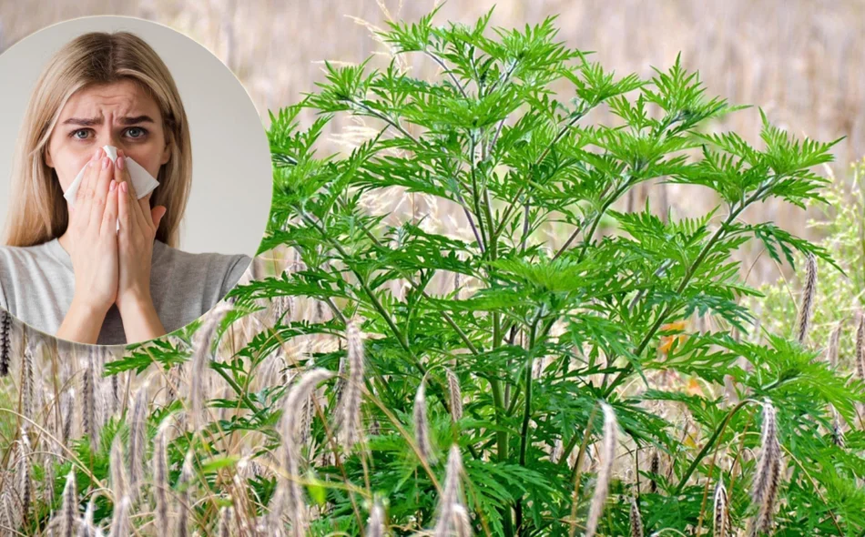 Pelud trave i korova u porastu, ambrozija na pomolu