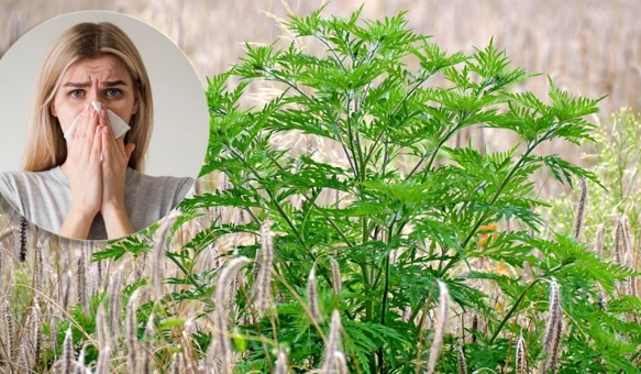 Pelud trave i korova u porastu, ambrozija na pomolu
