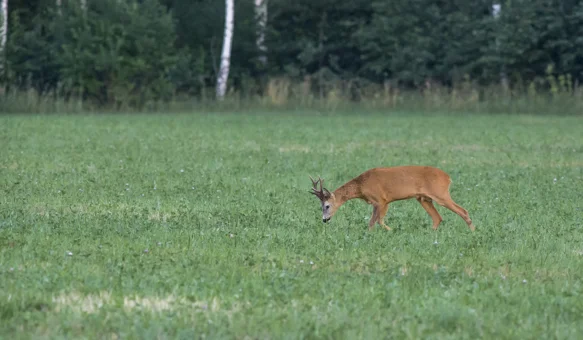 Dogovoreno produljenje zakupa zajedničkih lovišta na deset godina