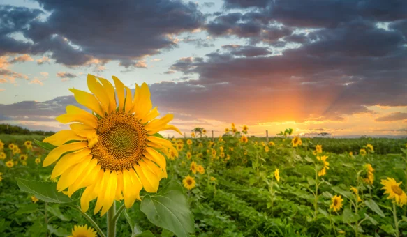 Napokon tjedan bez kišnih iznenađenja, temperature rastu do 30 stupnjeva