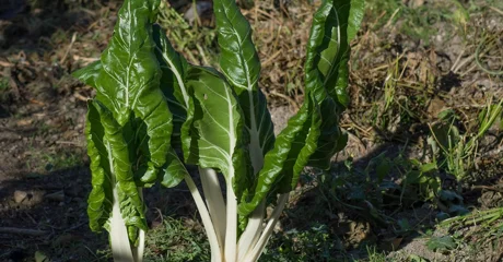 Njezini listovi čuvaju zdravlje kostiju i vida