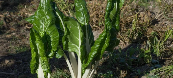Njezini listovi čuvaju zdravlje kostiju i vida