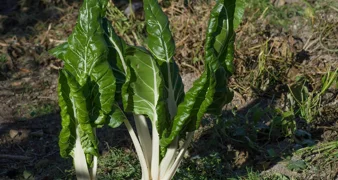 Njezini listovi čuvaju zdravlje kostiju i vida