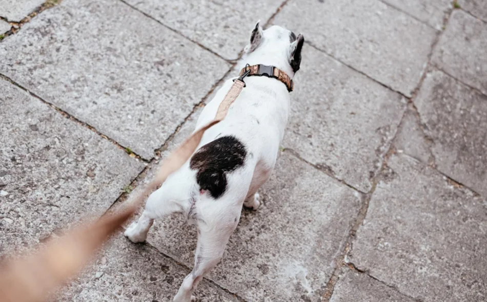 Iz Općine upozoravaju – pridržavajte se pravila ili vas čekaju kazne!