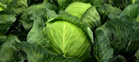 Svježi ili kiseli – liječi čir, jača imunitet, regulira probavu