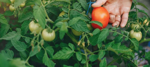 Kolovoz u vrtu donosi bogatu berbu, ali i nove zadatke