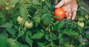 Kolovoz u vrtu donosi bogatu berbu, ali i nove zadatke