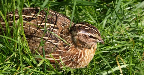 Suzbijanjem krivolova na prepelice doprinosi se očuvanju bioraznolikosti