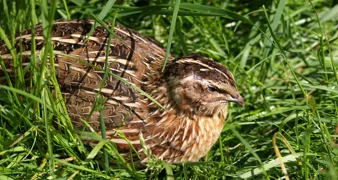 Suzbijanjem krivolova na prepelice doprinosi se očuvanju bioraznolikosti