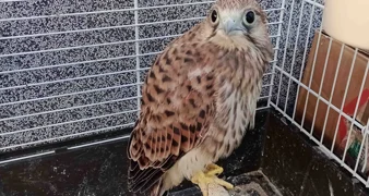 Kad vjetruša ne leti - vozi se vlakom!