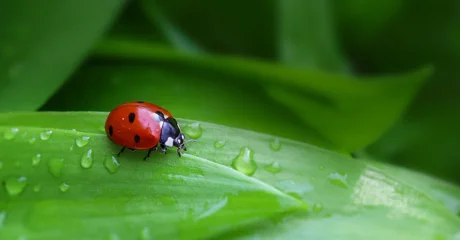 Mala točkasta saveznica u borbi protiv insekata