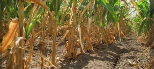 Rok za prijavu šteta od suše je 23. rujna