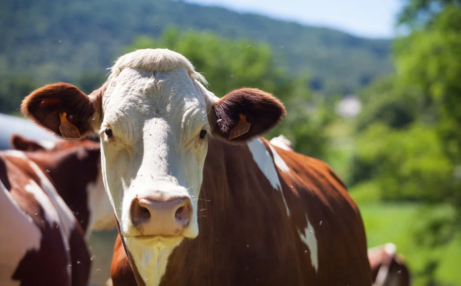 Grad Novi Marof stočarima dodjeljuje potpore za kupnju krava, ovaca i koza