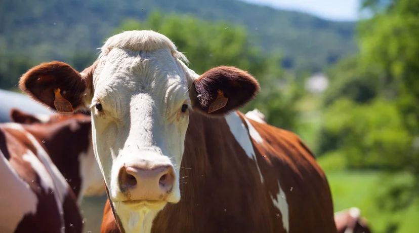Grad Novi Marof stočarima dodjeljuje potpore za kupnju krava, ovaca i koza