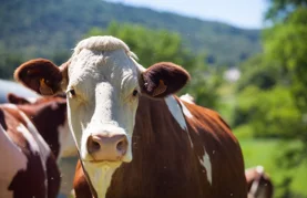 Grad Novi Marof stočarima dodjeljuje potpore za kupnju krava, ovaca i koza