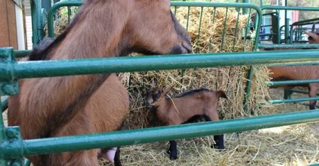 Koze i purani iz Varaždinske županije među najboljima u državi
