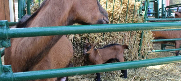 Koze i purani iz Varaždinske županije među najboljima u državi