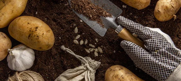 Vrt u rujnu: Kako sačuvati ljetne plodove i pripremiti tlo