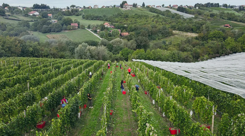 Obitelj Najman domaćin sedme Županijske berbe grožđa