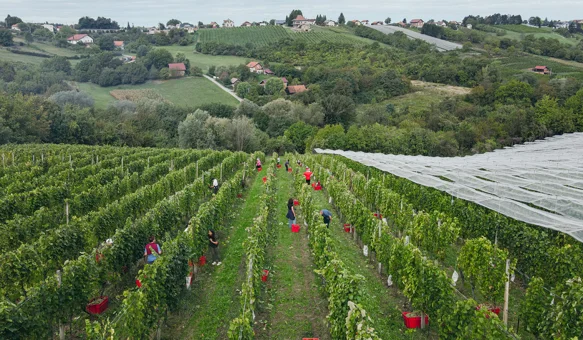 Obitelj Najman domaćin sedme Županijske berbe grožđa