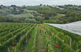 Obitelj Najman domaćin sedme Županijske berbe grožđa