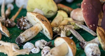 Ovog vikenda Paka i Novi Marof postaju središte ljubitelja gljiva i tartufa!