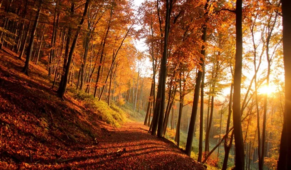 Jesen službeno počinje u 20 sati i 19 minuta