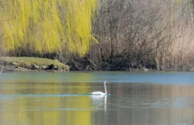 Drava je puno više od rijeke &ndash; ona je simbol života, zajedništva i povezanosti