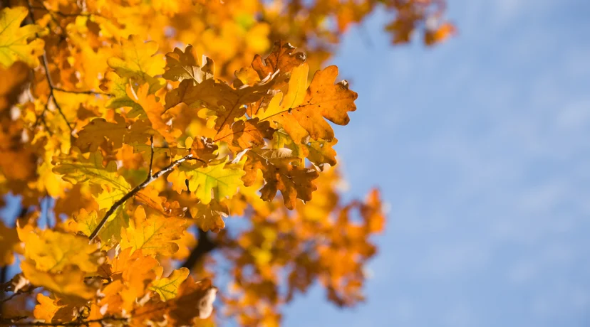 Nemojte zaobići gastro i kulturni program humanitarnog karaktera u Petrijancu