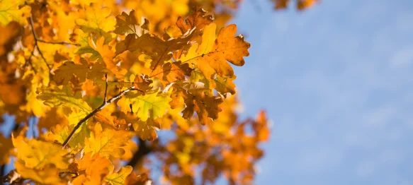 Nemojte zaobići gastro i kulturni program humanitarnog karaktera u Petrijancu