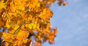 Nemojte zaobići gastro i kulturni program humanitarnog karaktera u Petrijancu