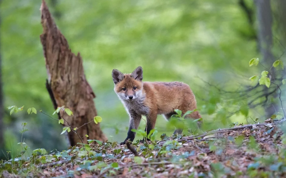 Zrakoplov s varaždinskog aerodroma bacat će mamce – ne dirajte ih!