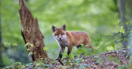 Zrakoplov s varaždinskog aerodroma bacat će mamce &ndash; ne dirajte ih!