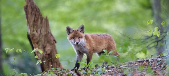 Zrakoplov s varaždinskog aerodroma bacat će mamce – ne dirajte ih!