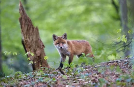 Zrakoplov s varaždinskog aerodroma bacat će mamce &ndash; ne dirajte ih!