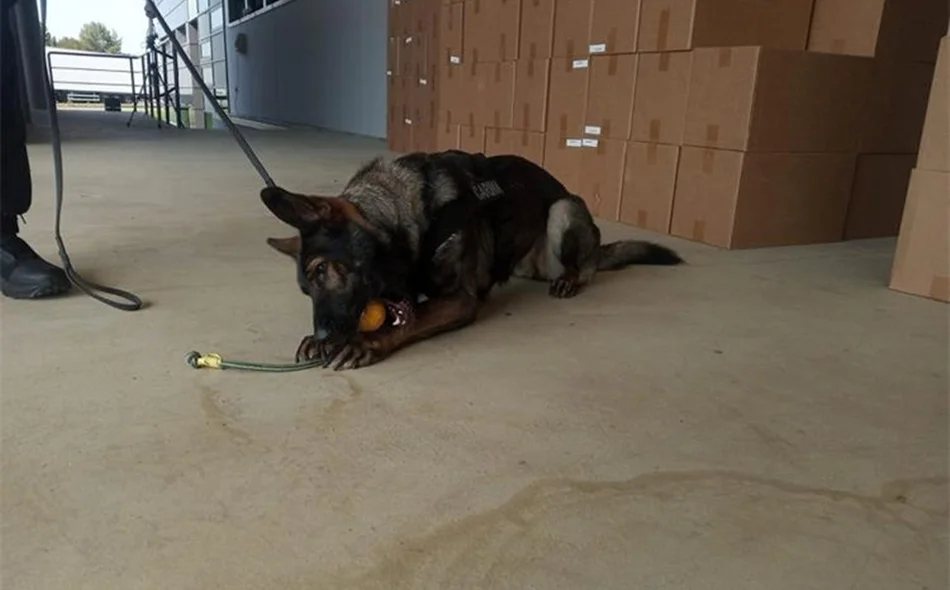 Pas Fora nanjušio krijumčare, ostali bez 13,9 milijuna komada cigareta i 4,2 milijuna eura