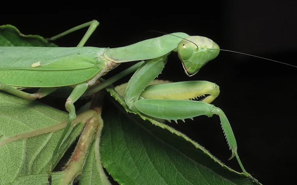 Prvi nalaz azijske bogomoljke u Varaždinu! Poziv građanima – pomozite u praćenju!