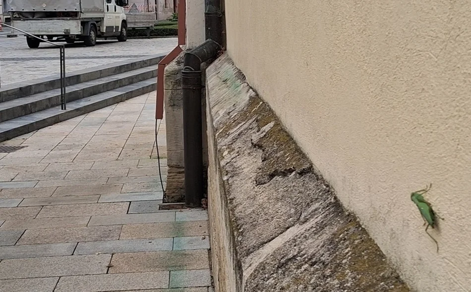 Prvi nalaz azijske bogomoljke u Varaždinu! Poziv građanima – pomozite u praćenju!