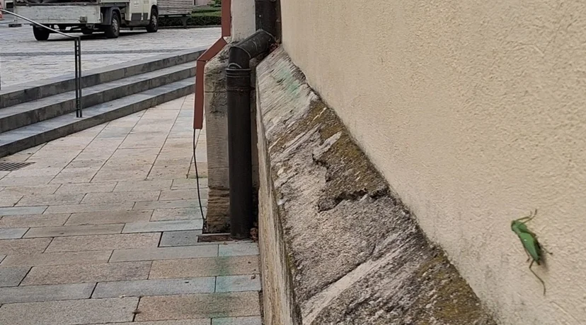 Prvi nalaz azijske bogomoljke u Varaždinu! Poziv građanima – pomozite u praćenju!