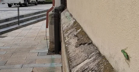 Prvi nalaz azijske bogomoljke u Varaždinu! Poziv građanima – pomozite u praćenju!