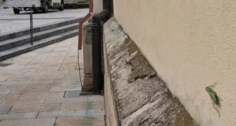 Prvi nalaz azijske bogomoljke u Varaždinu! Poziv građanima &ndash; pomozite u praćenju!