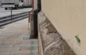 Prvi nalaz azijske bogomoljke u Varaždinu! Poziv građanima – pomozite u praćenju!